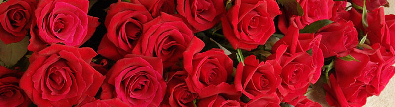 30本  非売品 産地厳選バラ花束 赤いバラの花束