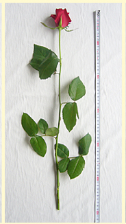 薔薇の丈・Lサイズ(60cm)