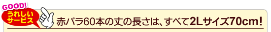 赤いバラ60本の丈の長さは、すべて2Lサイズ70cm！