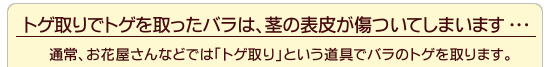 トゲ取りでトゲを取ったバラは、茎の表皮が傷ついてしまいます…