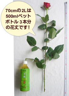 2Lサイズの薔薇