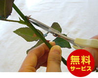 薔薇のトゲ取り