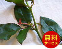 薔薇の新芽取り