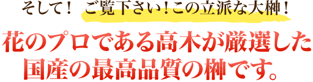 そして！ご覧下さい！この立派な大榊！花のプロである高木が厳選した国産の最高品質の榊です。