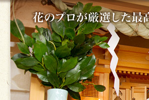 【100％純国産】「榊」＝「栄える木」だからこそ最高品質の国産品を！日本一の花市場に集まる大榊の中から”日本一美しい榊”を厳選。