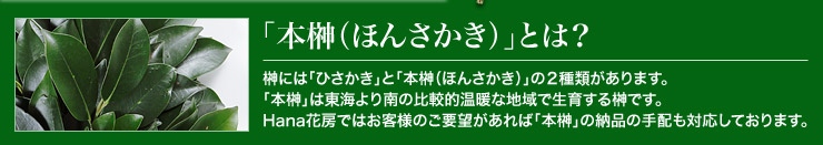 榊には「ひさかき」と「本榊（ほんさかき）」の２種類があります。「本榊」は東海より南の比較的温暖な地域で生育する榊です。Hana花房（はなかぼう）ではお客様のご要望があれば「本榊」の納品の手配も対応しております。