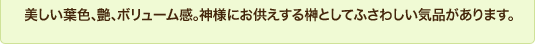 美しい葉色、艶、ボリューム感。神様にお供えする榊としてふさわしい気品があります。
