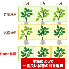 季節によって一番良い状態の榊を選択